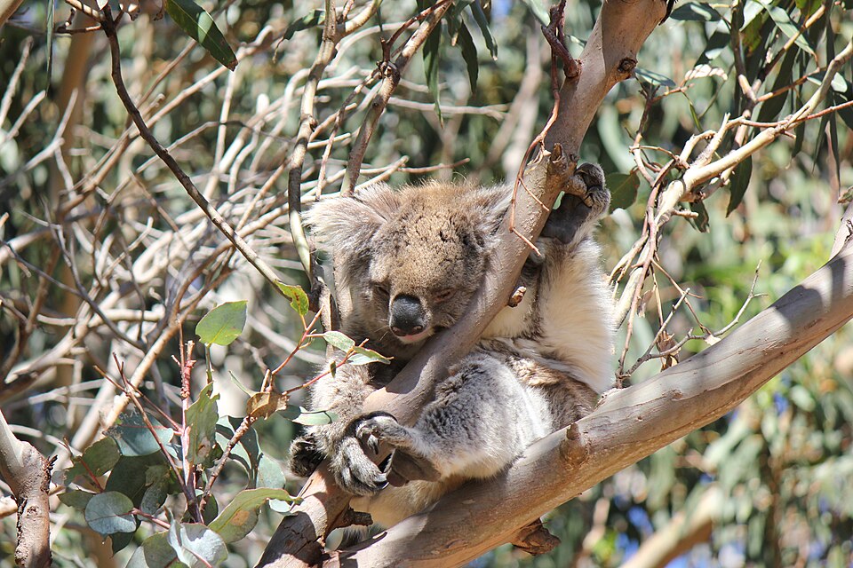 Wildlife Down Under — Featherdale & Phillip Island